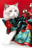 Chat Robe de Noël Costume