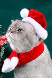 Cat Christmas Hat =With Scarf Pet Costume